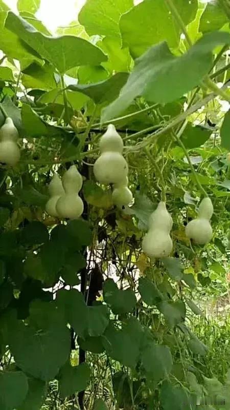 四五十岁的中年人，总是莫名其妙地焦虑。焦虑做不完的工作，焦虑孩子的学习和交