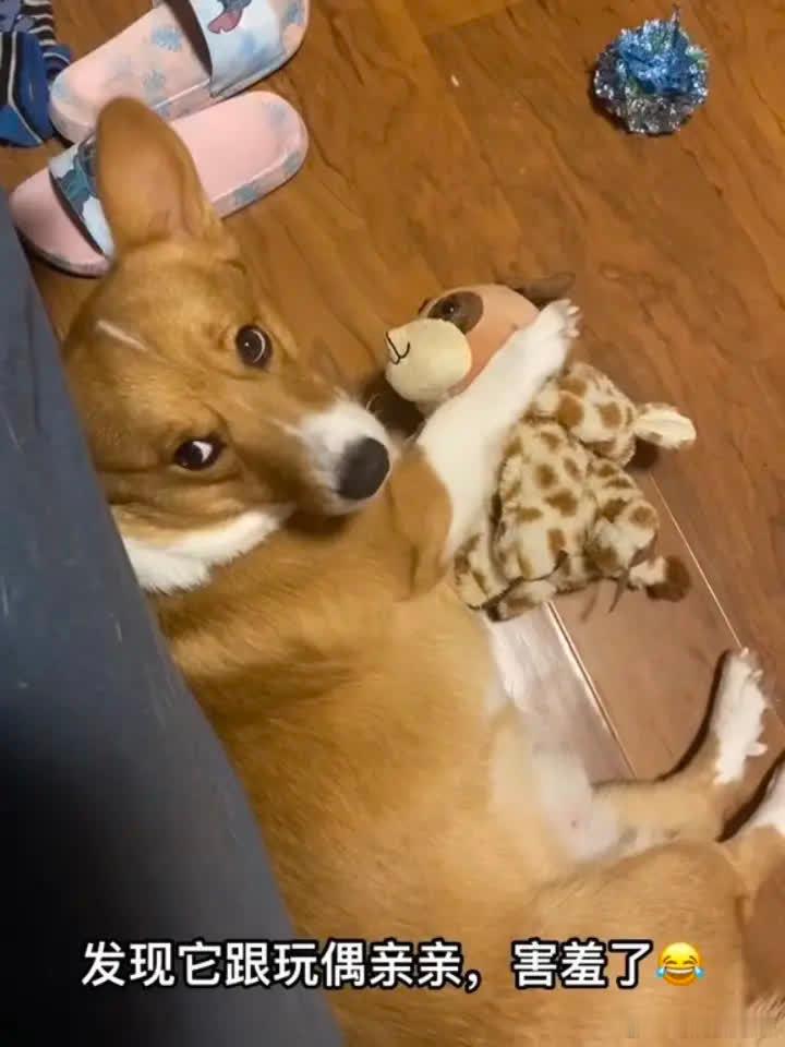 它害羞的把玩偶推开🤣萌宠宠物