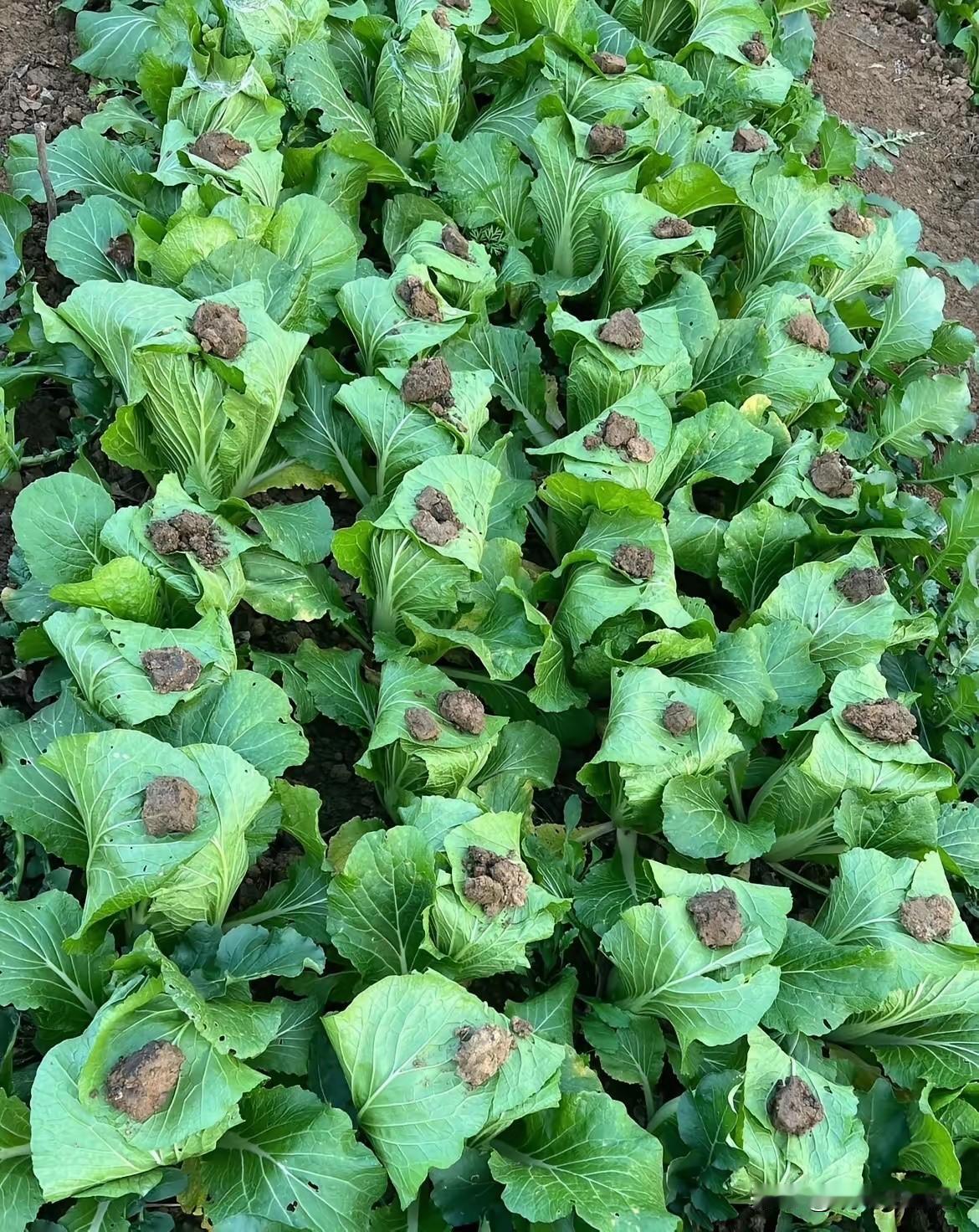 路过一片菜地，被菜农的操作惊呆了。