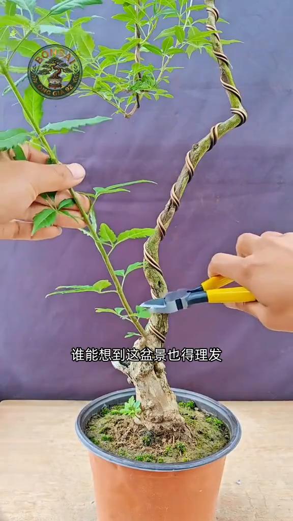 谁能想到这盆景也得理发。这一剪刀下去，乱跑的树枝瞬间都得乖乖老实交代。不管是长叶