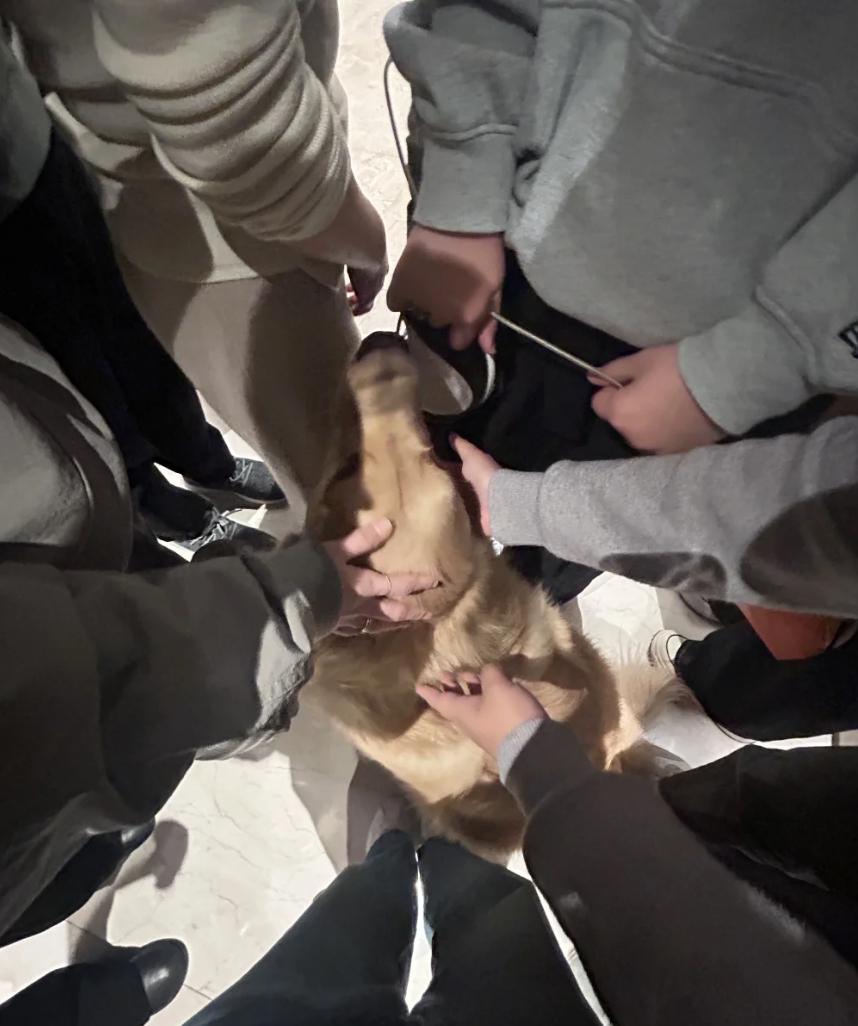 宠物是家人，邻居变敌人？这事儿真不能全怪狗电梯门一开，一只没拴绳的小狗直冲进