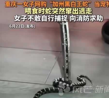 胆子太大了！重庆，女子觉得一个人生活寂寞，在网上买了条“加州黑白王蛇”当