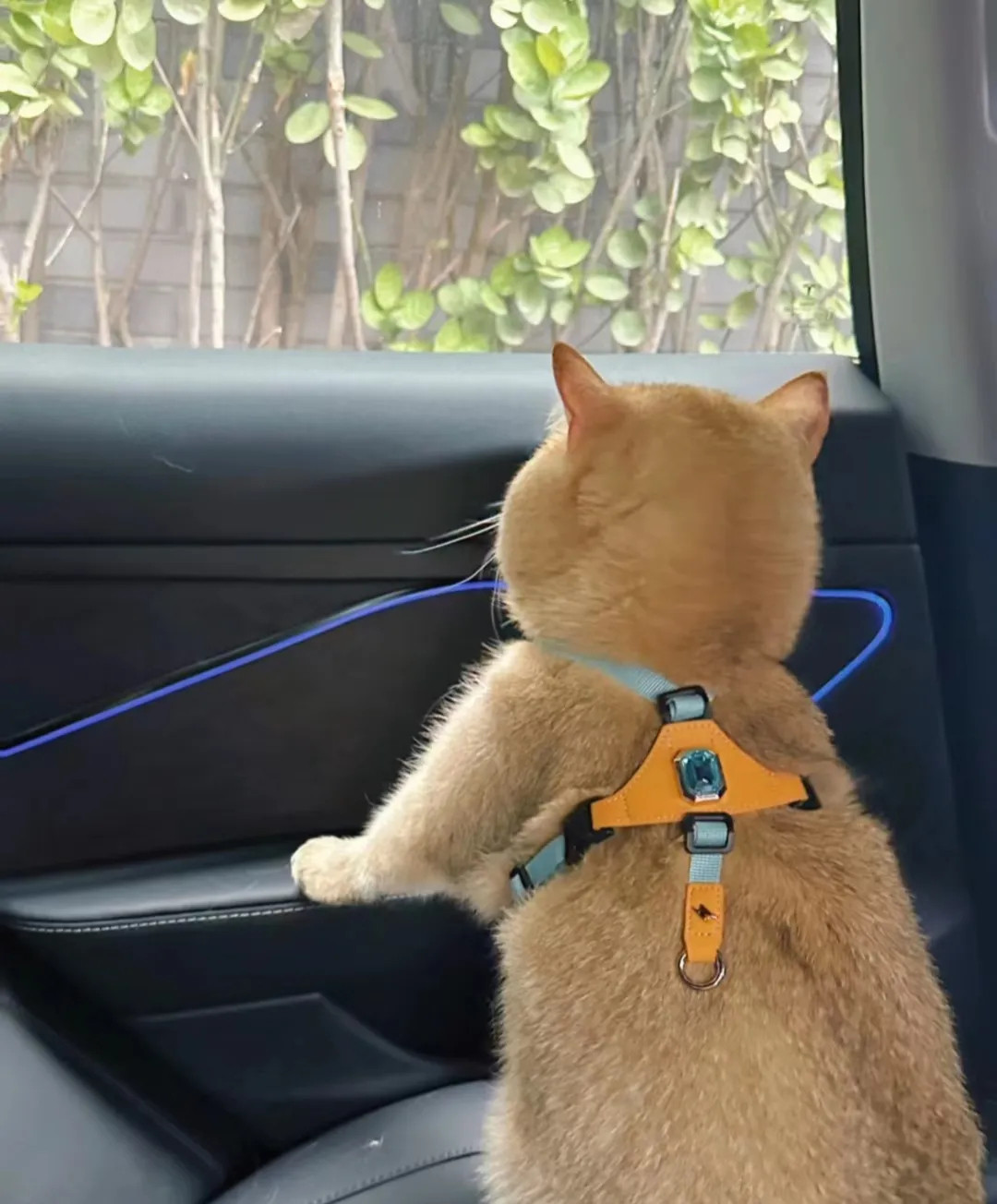拼车拼到一只小猫本想和它搭讪一下但是被司机提醒不要骚扰其他乘客只好作罢！