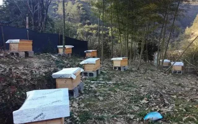中纪委披露：可疑的异地养蜂人！终年于外省务工之人，怎会突然在本村后山坡开启养蜂