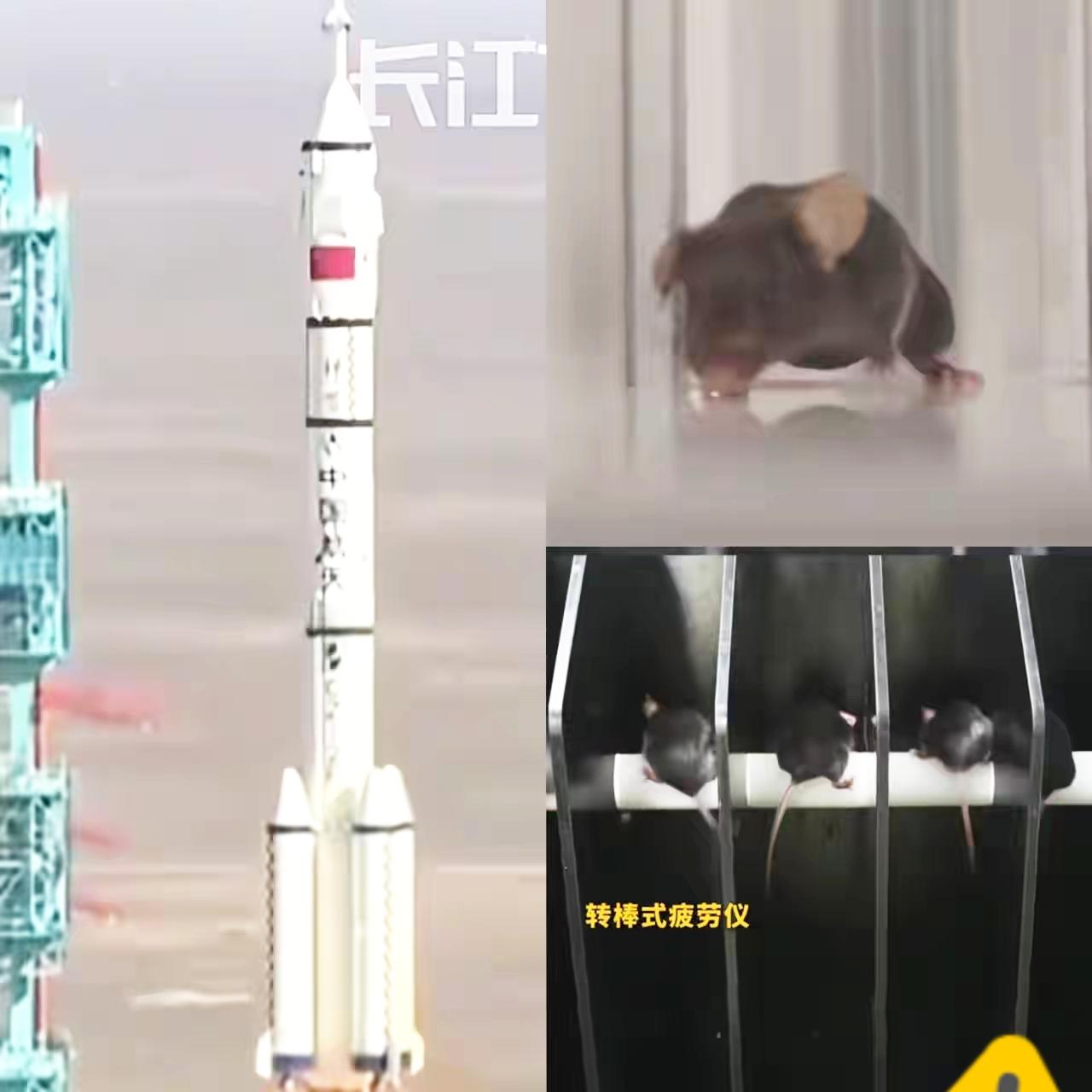 中国航天再添“显眼包”！4只“天选鼠”闯过千难万险，跟着航天员上太空啦谁能