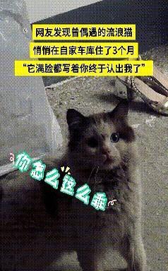 特别的缘分！湖南，一女孩发现曾偶遇的流浪猫，悄悄住在自家车库3个多月，听到女孩