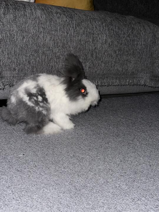 抓到一只黑夜中的小兔子🐰