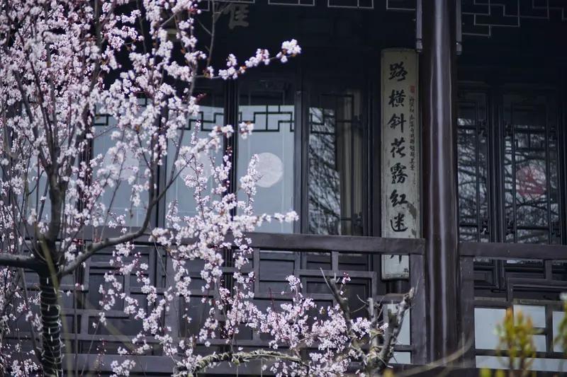 雨润东坡杨柳绿，求下联风拂老舍桃花红。