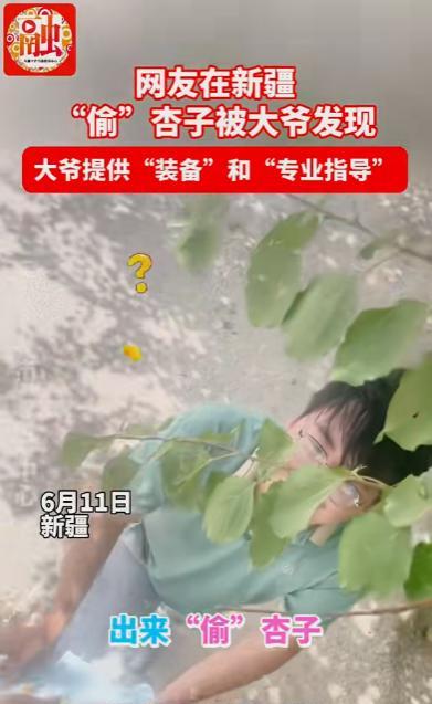 笑岔气了！一男子去新疆旅游，偷吃杏子，大爷不仅没责备，还送梯子！六月十一
