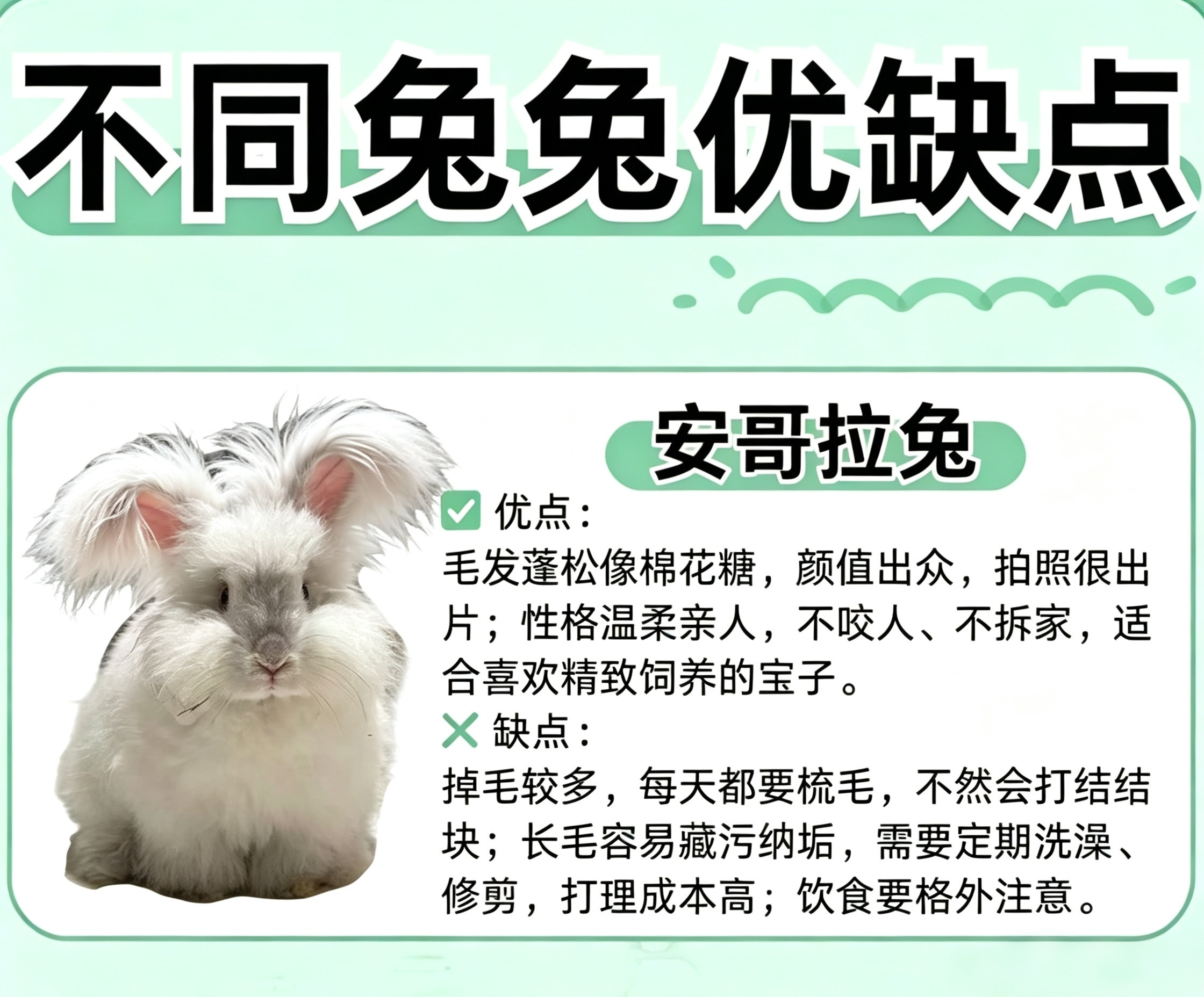 📒养兔指南：记得要经常给兔兔打理毛发哦～/李沛恩🩵