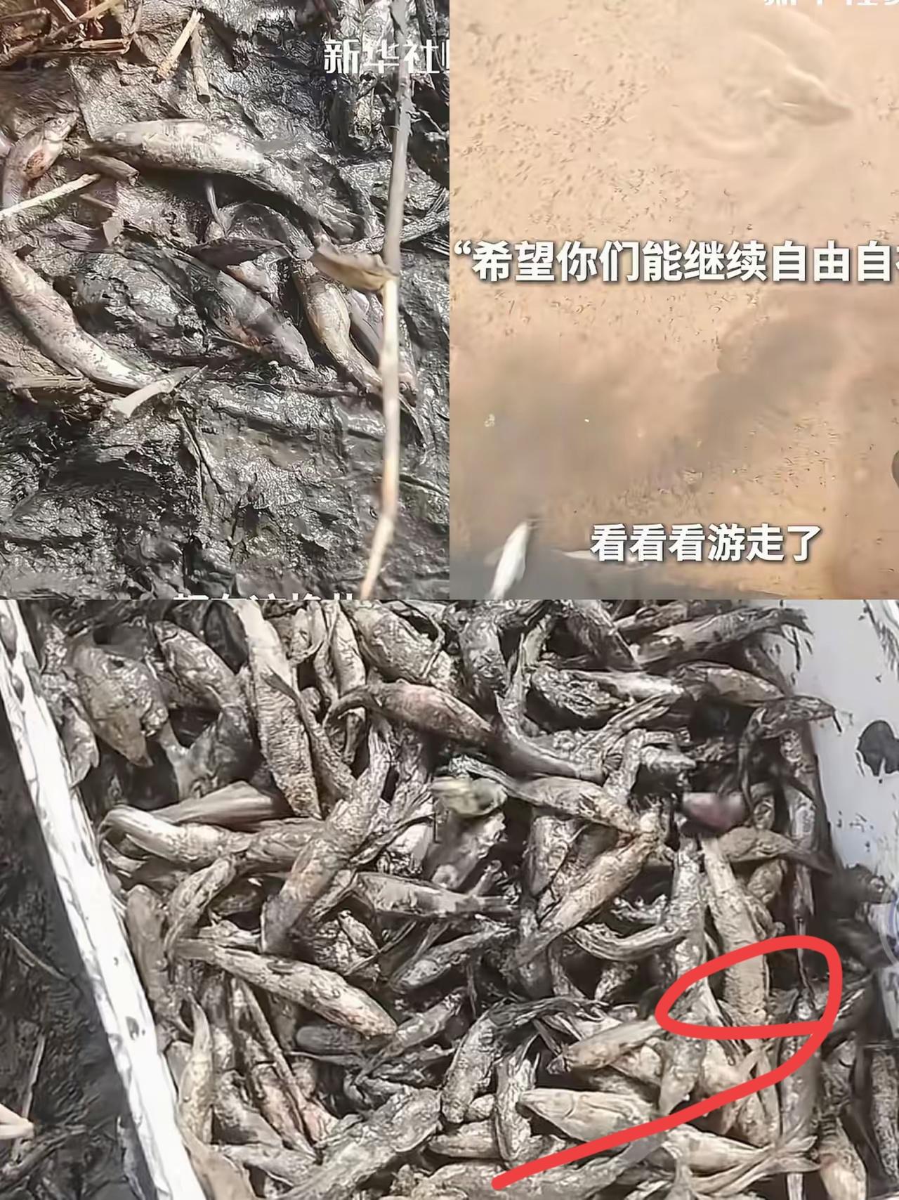 泪目！新疆女子弃鞋救鱼，这才是成年人最该有的“矫情”刷到新疆这位女子的视频