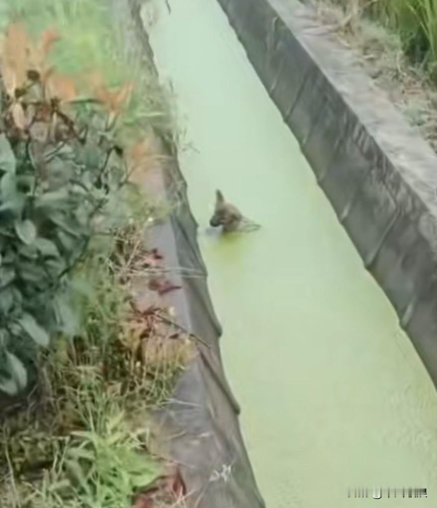 黄狗失足跌下水沟，泡了整整一上午都没法爬上来，路过的黑狗瞧见了一心想救它，可沟壁