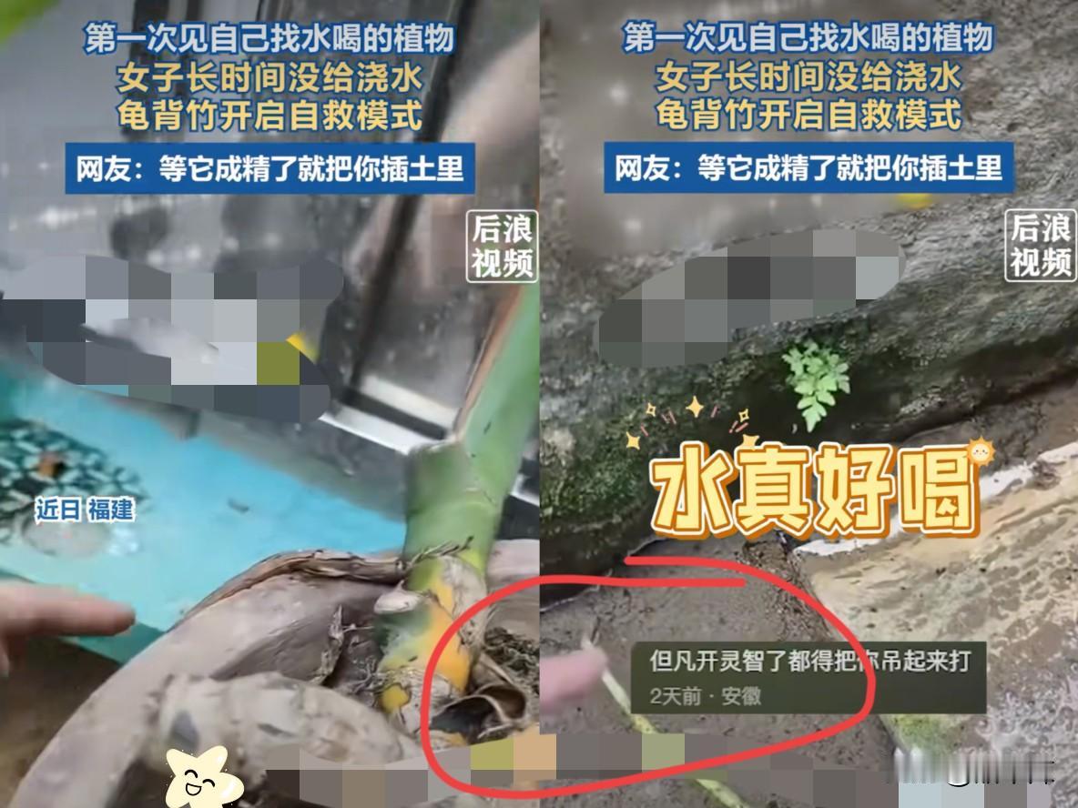 解释不清了！福建，一女子离家多日，忘记给家里的龟背竹浇水，她原以为龟背竹渴死了，