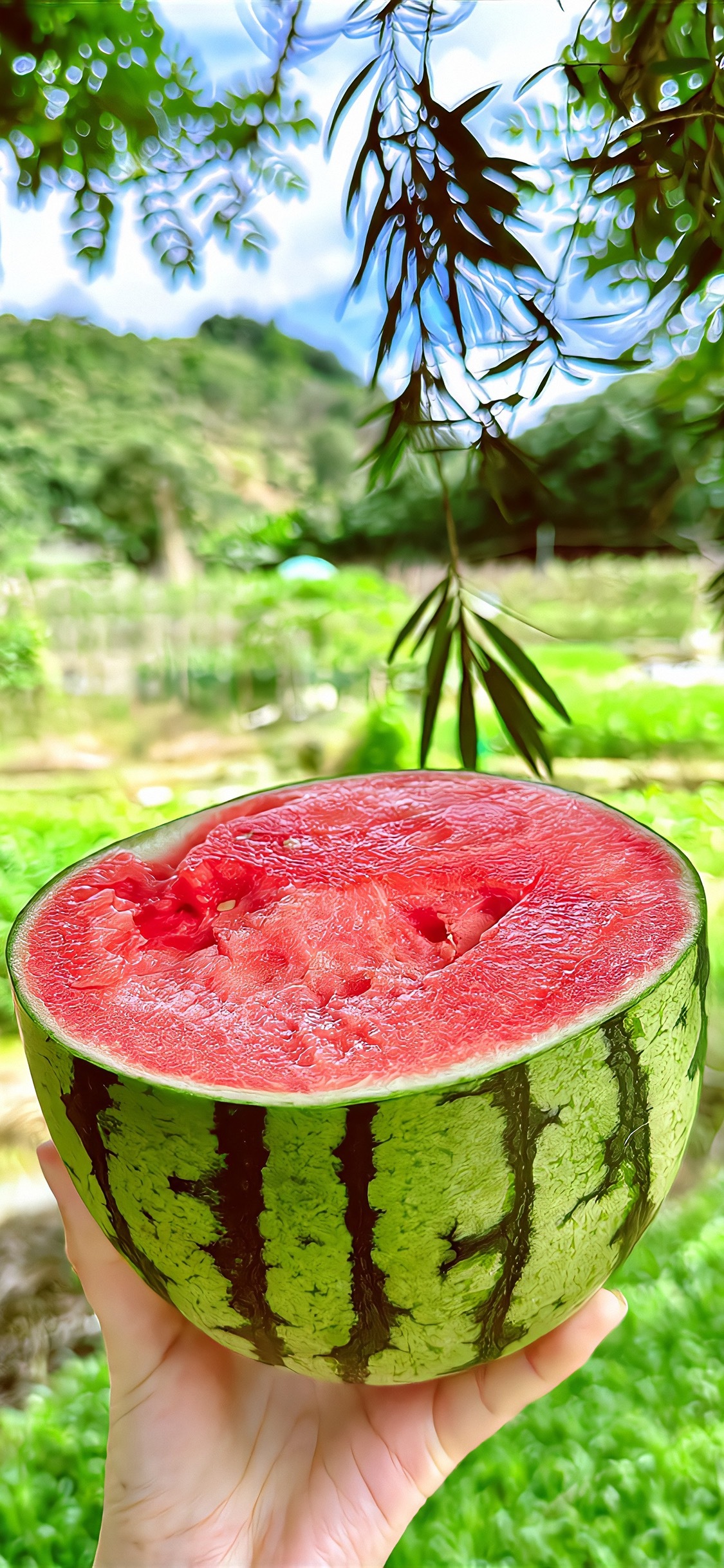 壁纸夏日壁纸分享