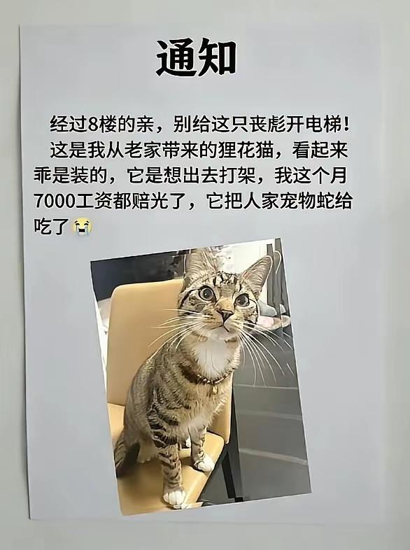 卑微的铲屎官[捂脸哭]