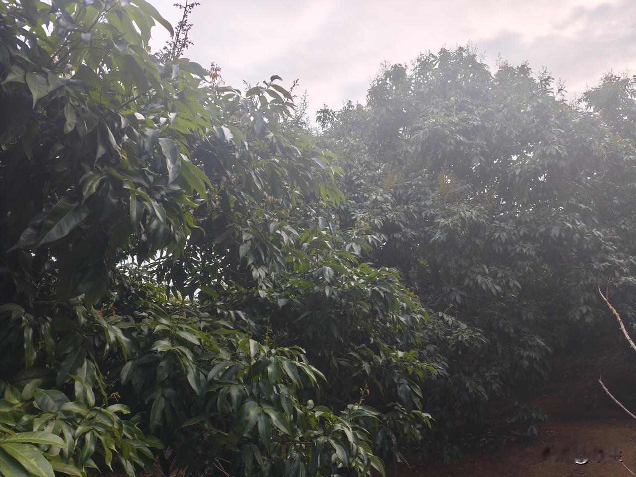 2026年荔枝大幅减产原因深度剖析近期，我走访了广西灵山、浦北、玉林等荔枝主