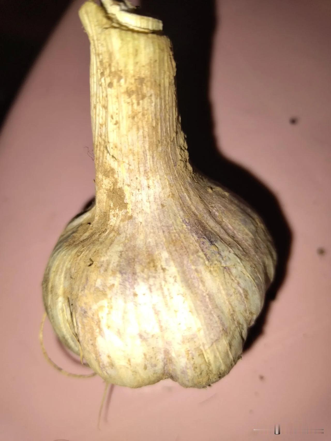 前几天腌了糖蒜食材准备-大蒜：500克（挑选个头饱满、无破损的新鲜