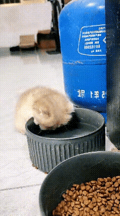 傍晚捡到一只流浪小猫崽，抱回家后先用温水给它美美的洗了一个澡。擦干了身子后一改原
