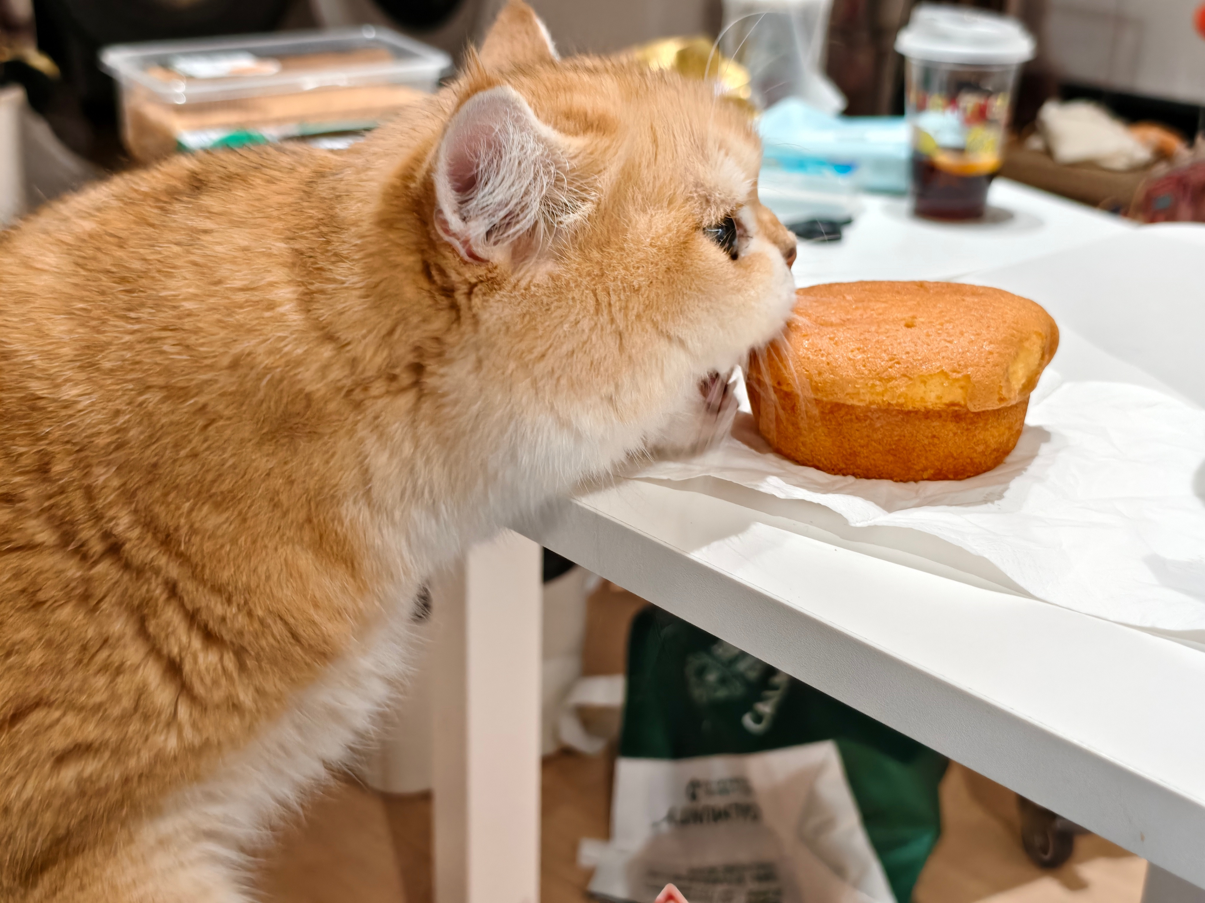 小猫想要小猫得到菇冬怎么肥四