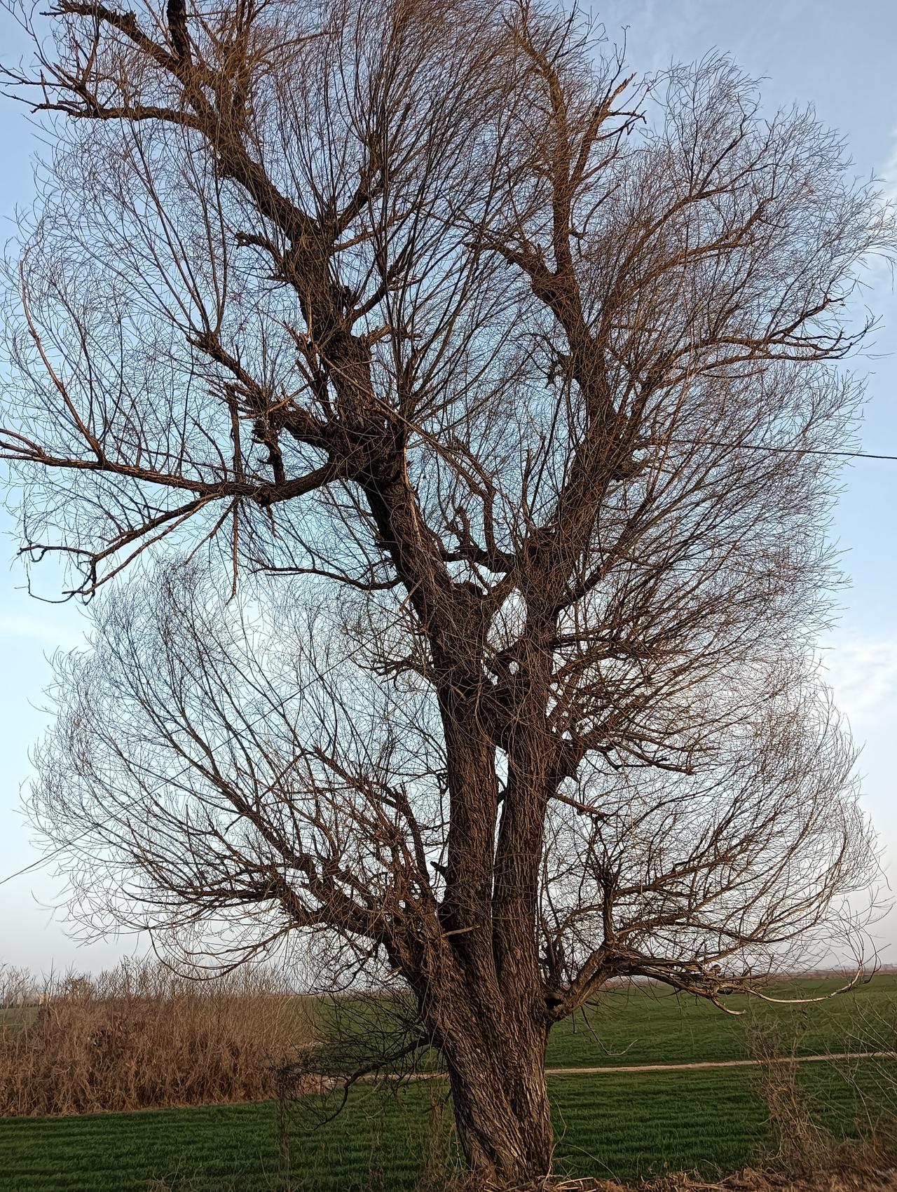 几种动物的土名，你们那里怎么叫？1:猫头鹰:图焦2:蝙蝠:燕鳖乎3:松鼠