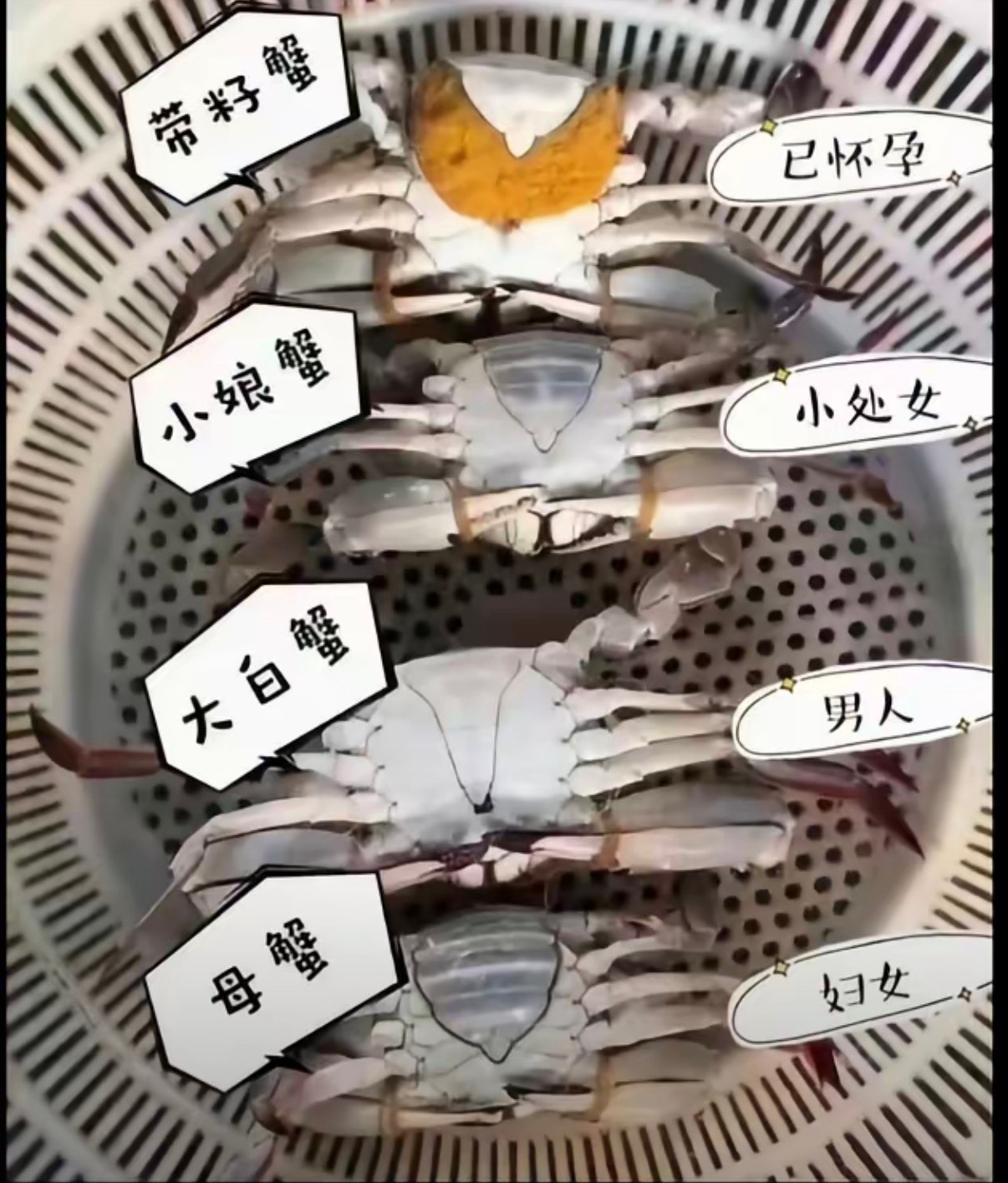 最近每天吃梭子蟹​​​