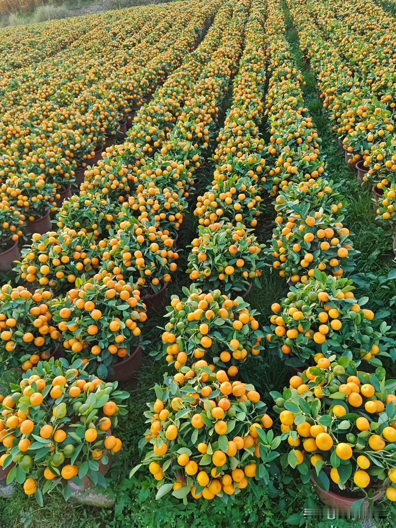 今年冬天的不同连片金桔盆株排向远，橙果裹着油绿叶片，像铺了层暖金的浪。风过处，清