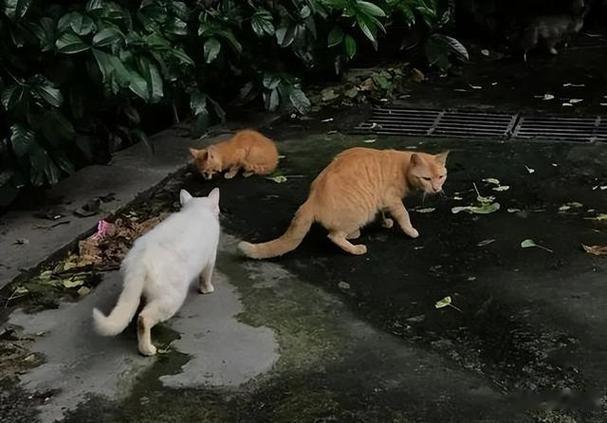明确了！福建出新规：小区不强制设流浪猫狗投喂点流浪猫狗投喂一直是小区治理的