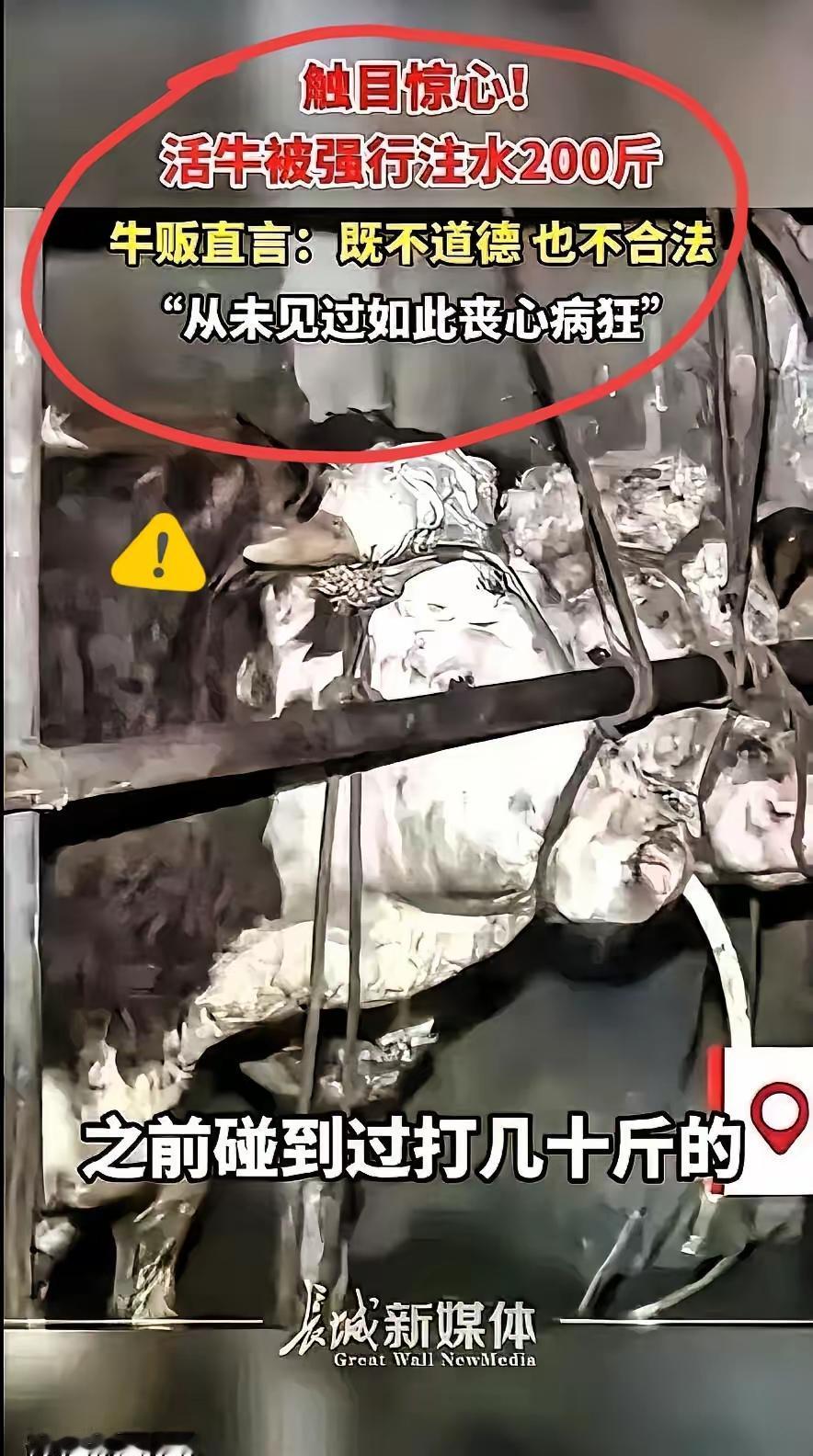 真的是丧尽天良！近日，广西钦州一男子买了一头牛，结果买回来以后，这头牛不断向外