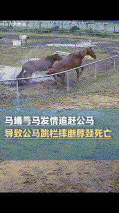马失前蹄！近日安徽六安一俱乐部养了4年的主力马，被马场一发情的母马追赶，全力