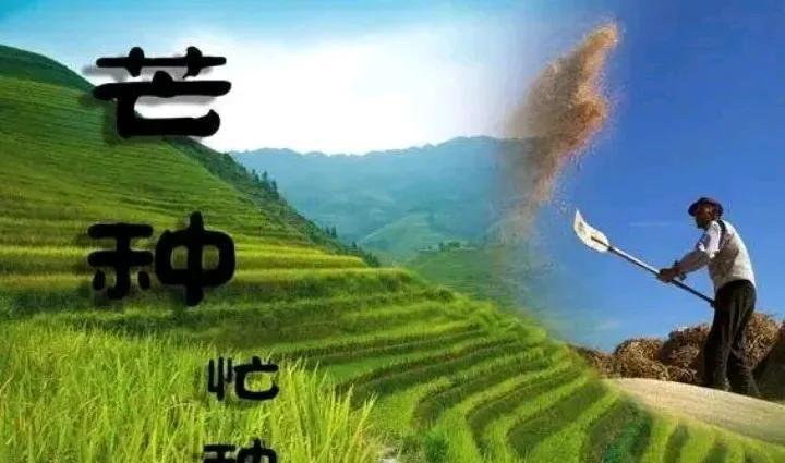 又进入24节气芒种了！我查看了一下这个节气的意义！芒种标志着