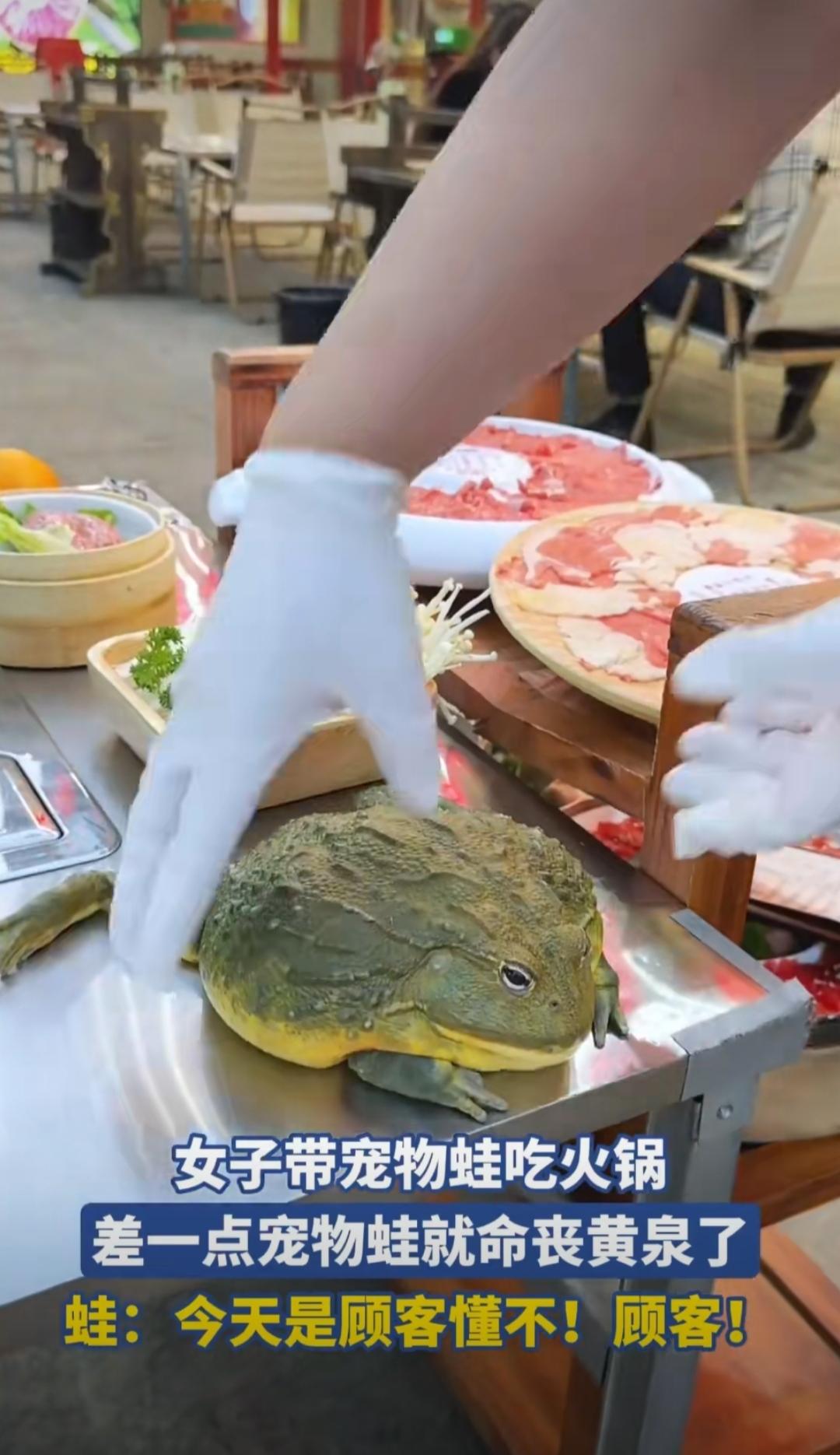 最近安徽有件事儿在社交平台炸开了锅——一位姑娘带着自己的宠物牛蛙去吃火锅，结果被