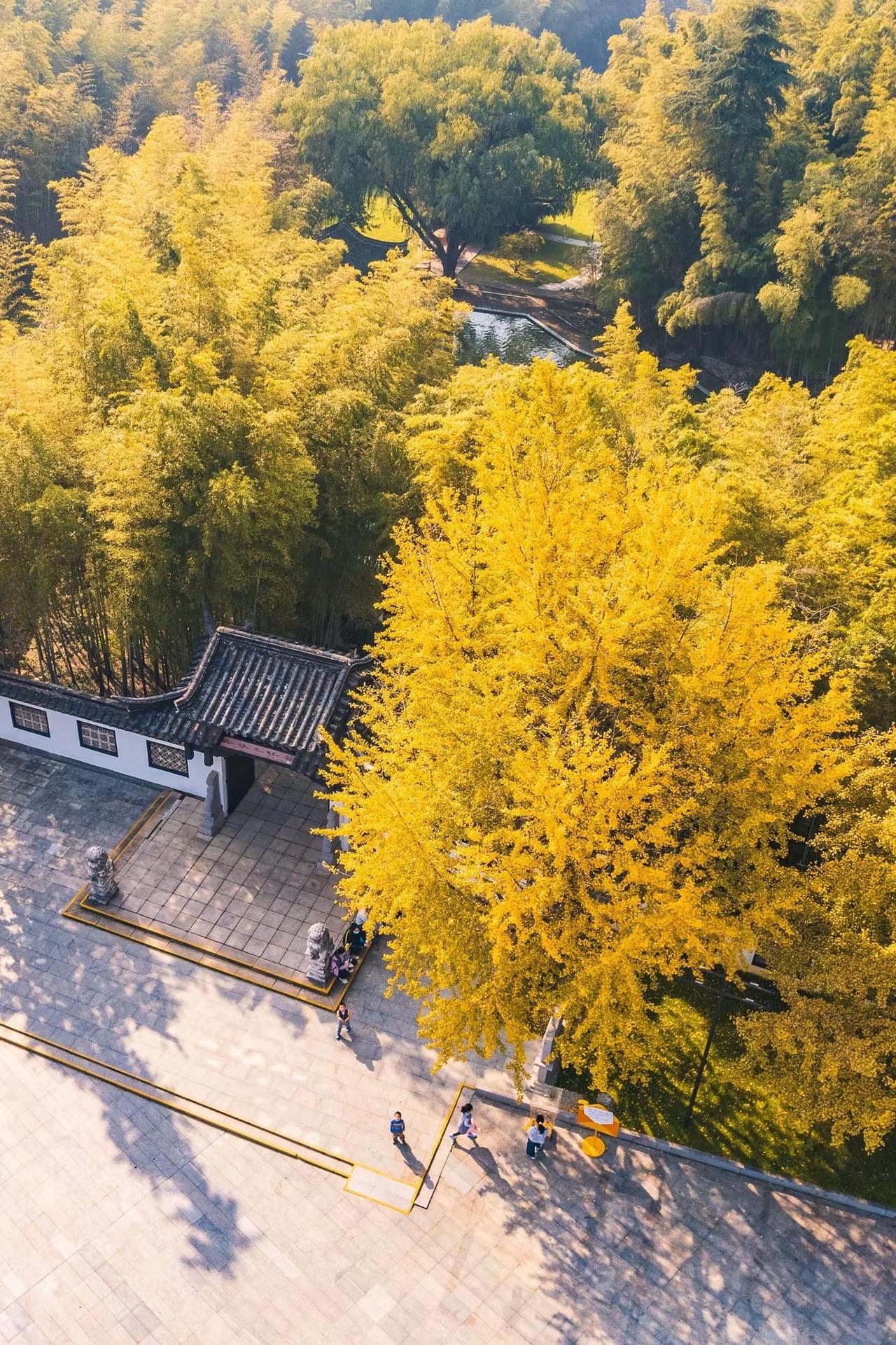 为了这颗银杏树，专门去了趟求雨山南京求雨山林散之