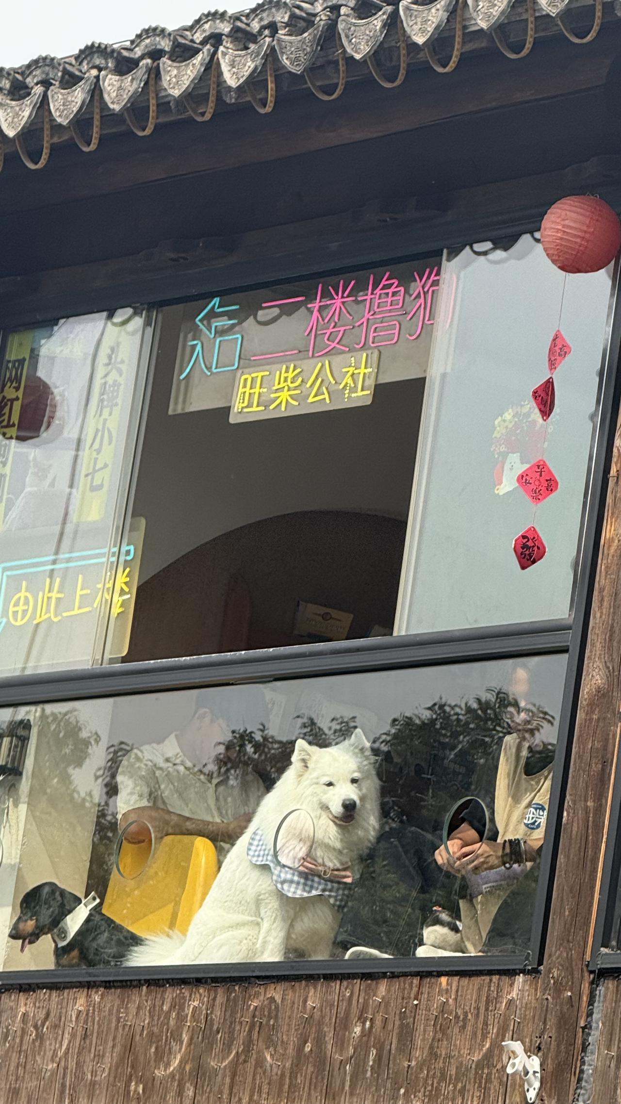 这一看就是被撸的整个狗都不好了