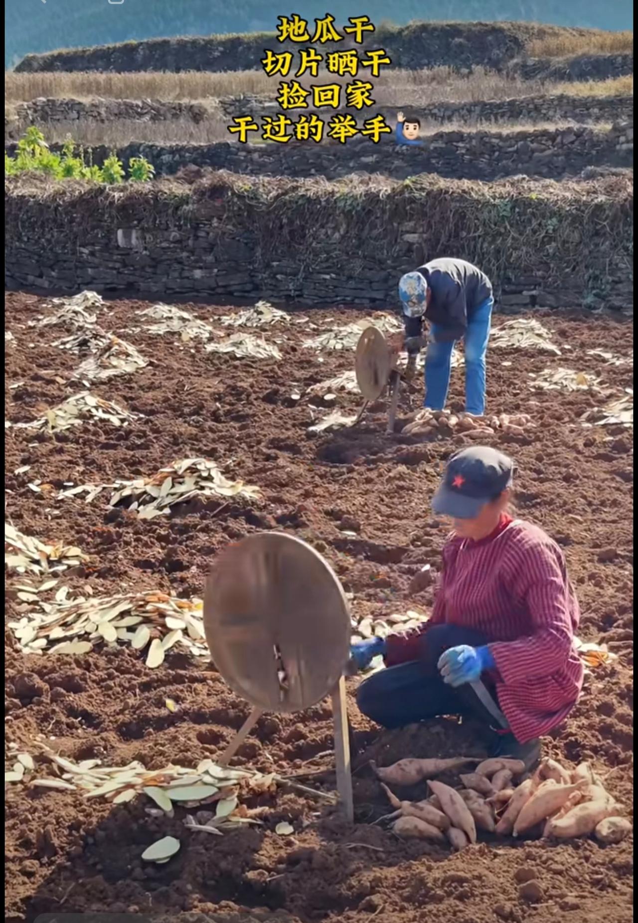 还记得吗？在月光下，黑夜里，捡地瓜干的场景！乡愁若能晒干，不过一页地瓜干。地瓜干