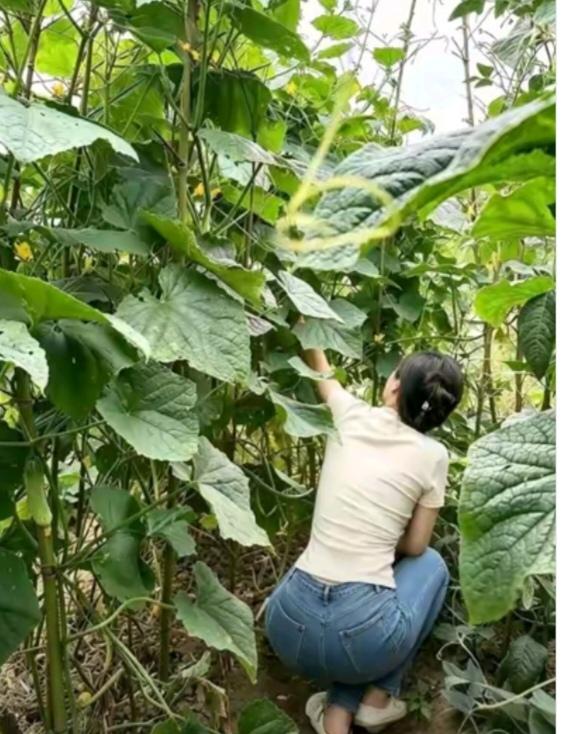 “菜园”一角农村环境就是好；空气质量杠杠滴；绿色植物随处有；远离噪音和喧