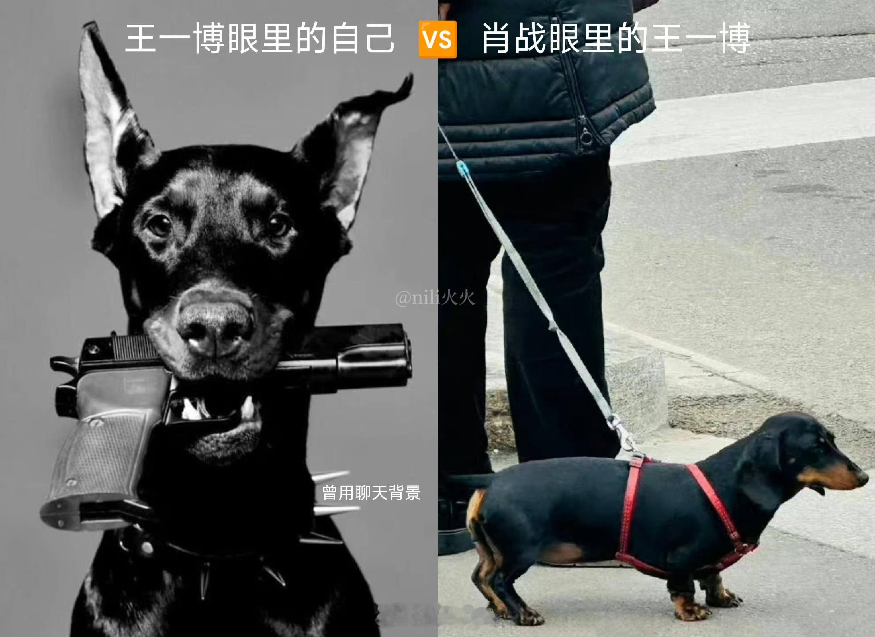 博君一肖王啵：大猛1！肖赞：乖，狗崽崽​​​