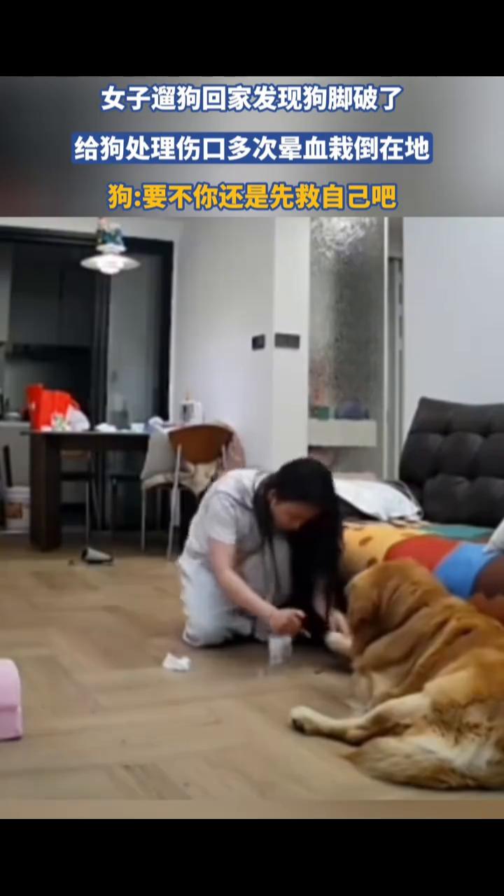 女子遛狗回家发现狗脚破了，给狗处理伤口多次晕血栽倒在地。狗：要不你还是先救自己吧