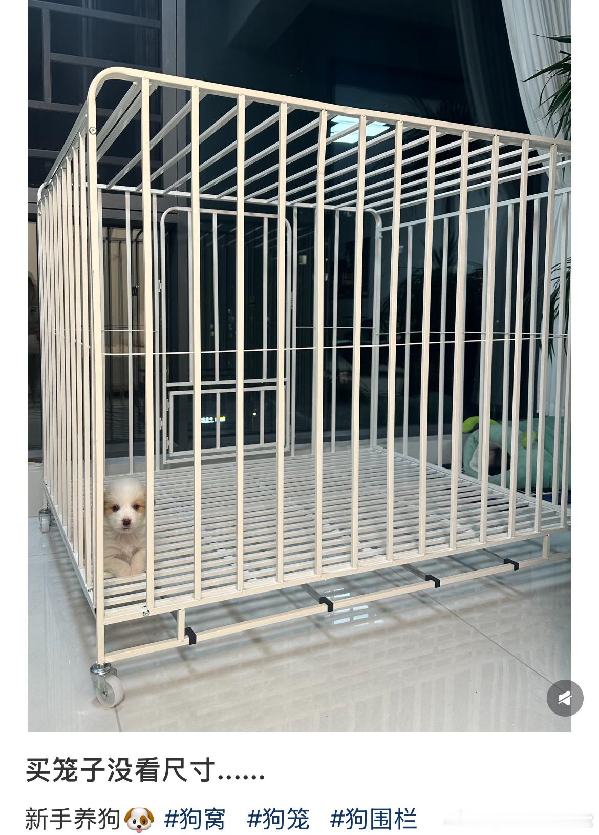 小狗：这房子全是门