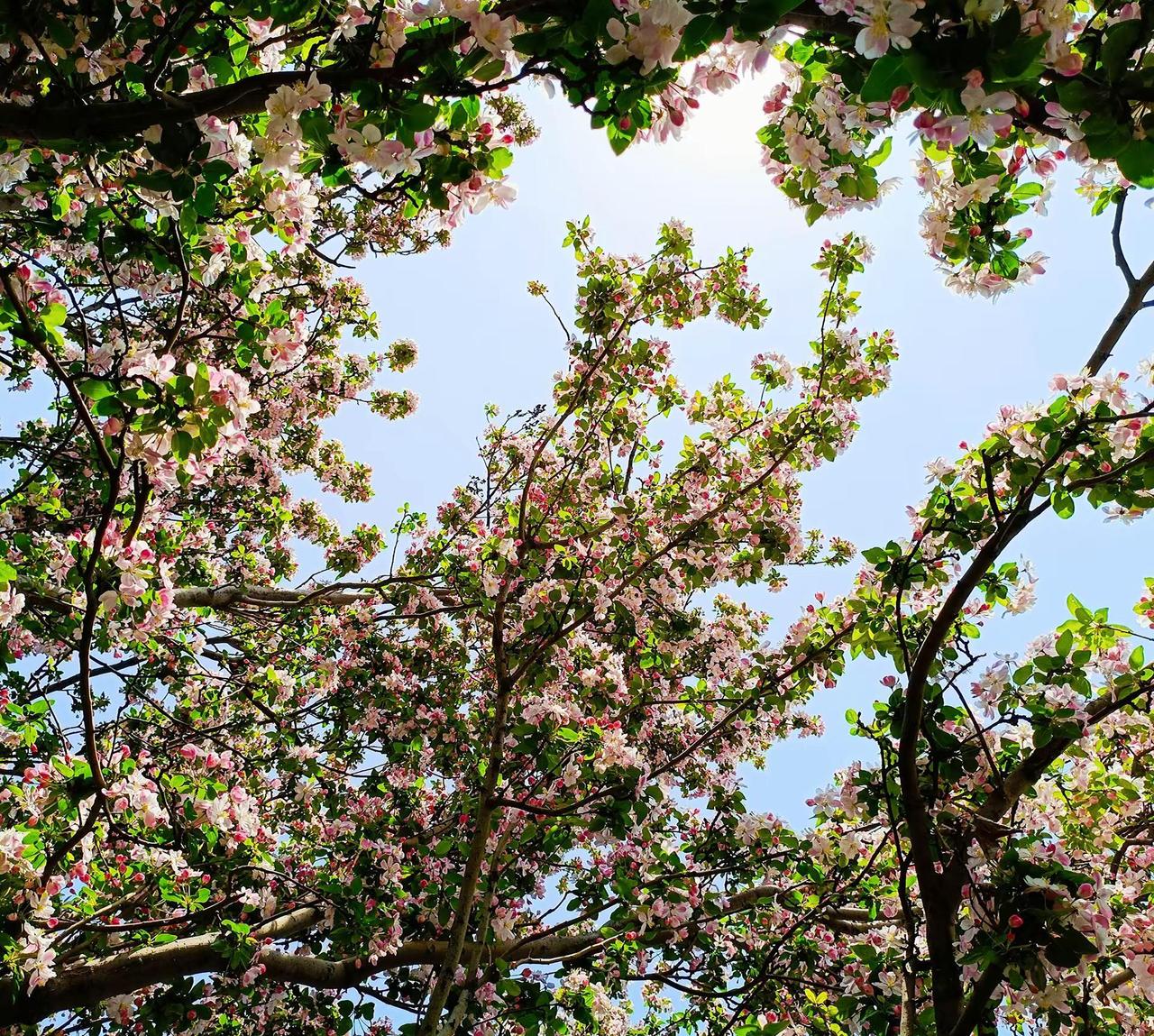 一树繁花。一树海棠花花树蓝天海棠花春暖花开