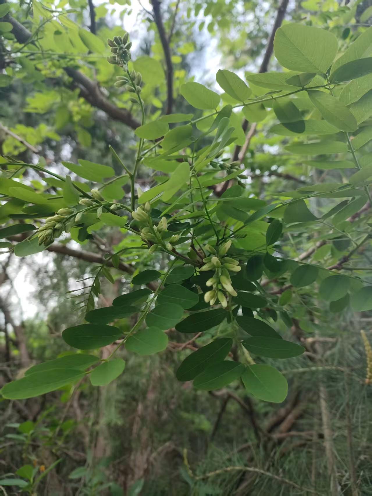 这是北方春天极为受欢迎的野菜——洋槐花。洋槐花炒鸡蛋也是极受欢迎的一道菜。在北方