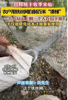 “人怎么能这么聪明！”9月24日浙江杭州，一男子家种植的山核桃成熟后，怎么运输下
