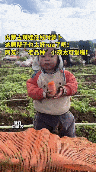 近日，内蒙古一位萌娃在自家胡萝卜地里的可爱模样在网络上走红。画面中，孩子穿着简单