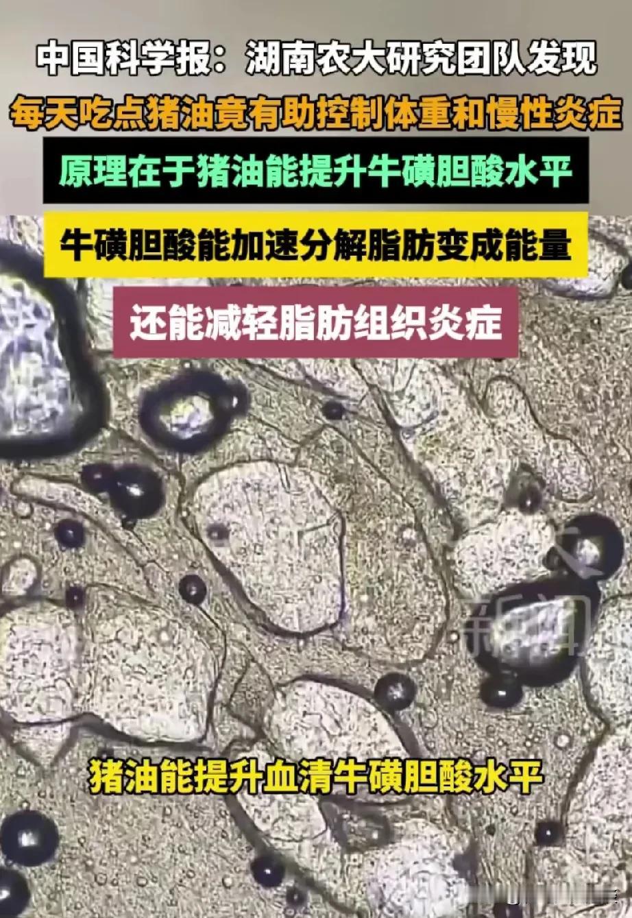 好消息，湖南农大团队发现吃猪油可以控制体重和减轻炎症。原因在于猪油能够提高人体血
