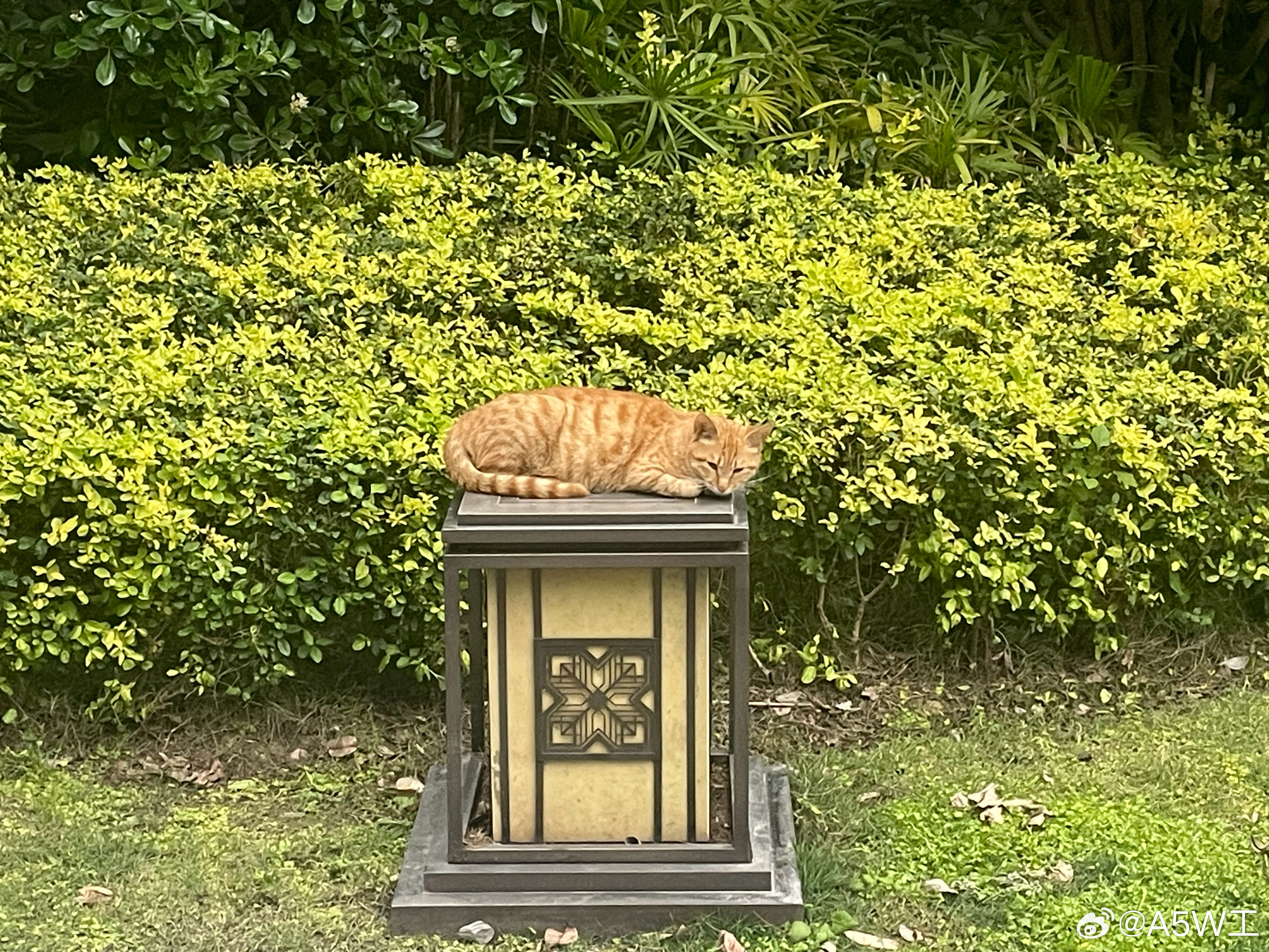 猫咪果然是悠闲