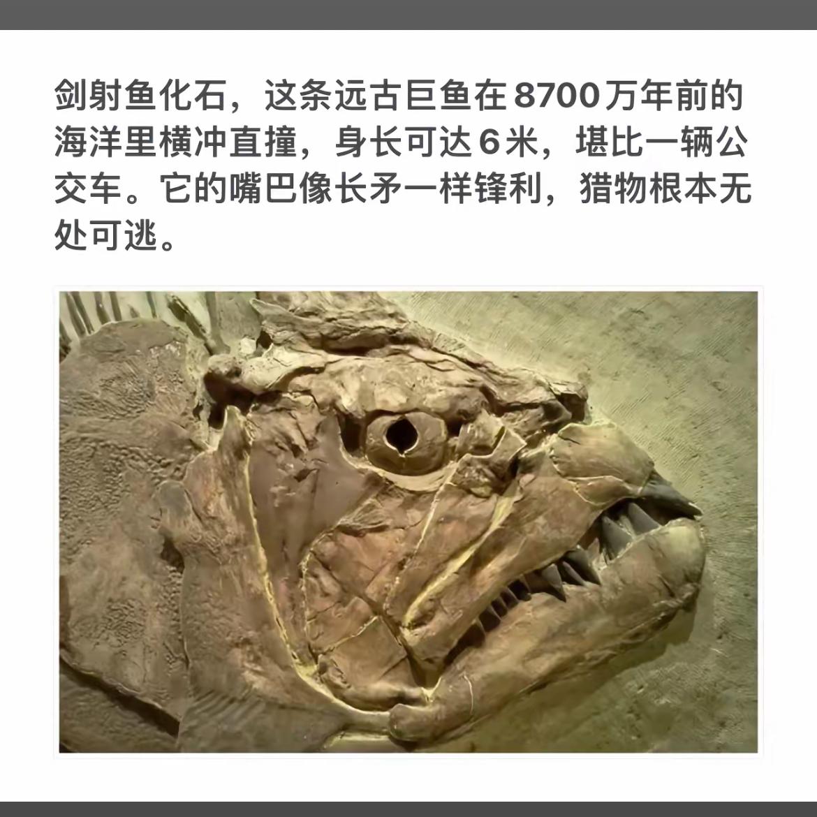远古巨鱼化石：8700万年前的海洋霸主！