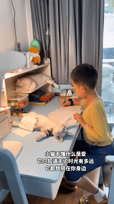看着画面心里暖暖的，小孩伏案写功课，两只猫咪安安稳稳守在书桌旁陪伴。孩子心疼猫咪