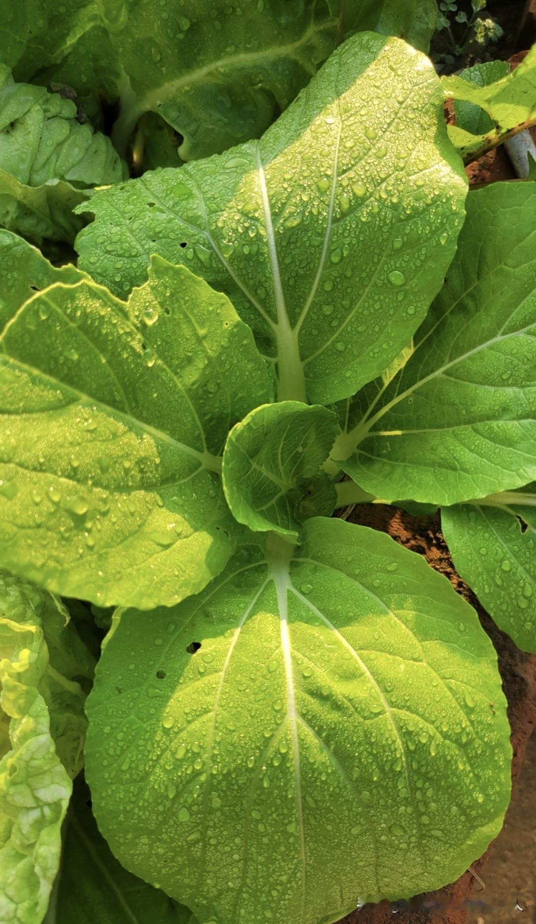 一把青菜，在不同的时候吃，那滋味和说法，真的完全不一样。家里条件好、手头宽裕