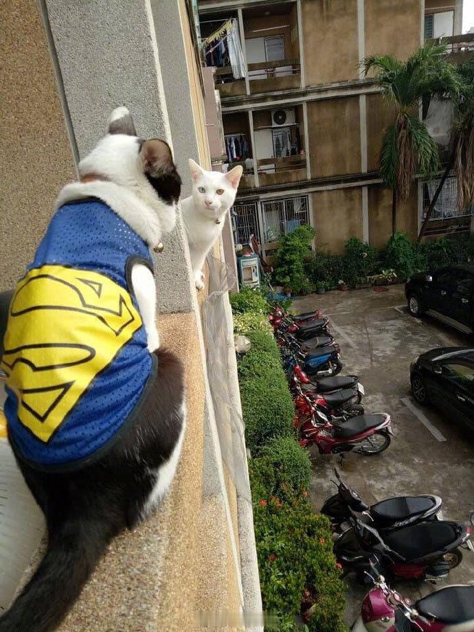 家里的猫跟邻居的猫勾搭上了，结果被人家猫老公发现了！​​​