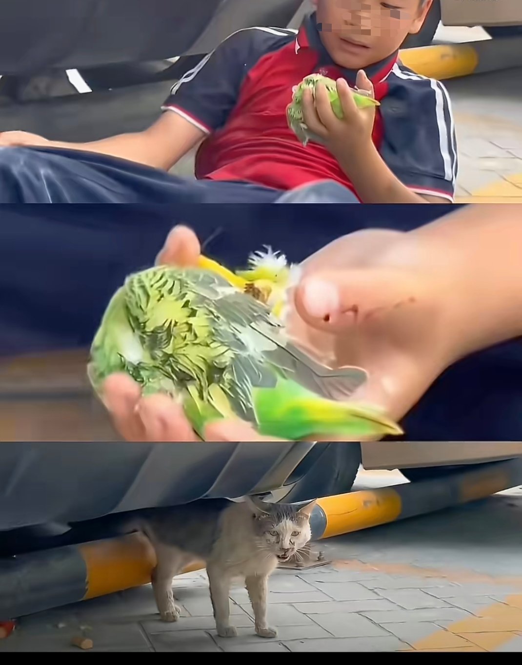 鹦鹉:喂我花生！