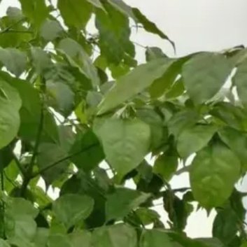 种植🌲幸福树的种植方法和注意事项一、种植方法（1）土壤选择：幸福树喜欢疏松透